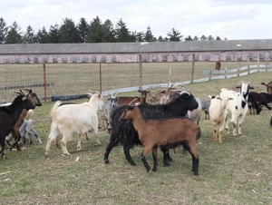 Vând capre de rasă pentru lapte - imagine 4