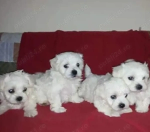bichon maltez  puiuți - imagine 2