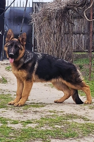 Catelusa Ciobanesc German  - imagine 2