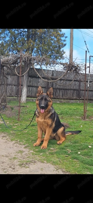 Catelusa Ciobanesc German 