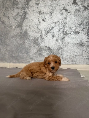 Maltipoo Maltipo red toy - imagine 5