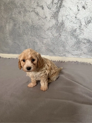 Maltipoo Maltipo red toy - imagine 3