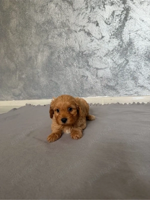 Maltipoo Maltipo red toy - imagine 4