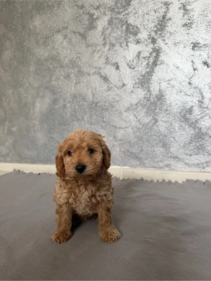 Maltipoo Maltipo red toy - imagine 2