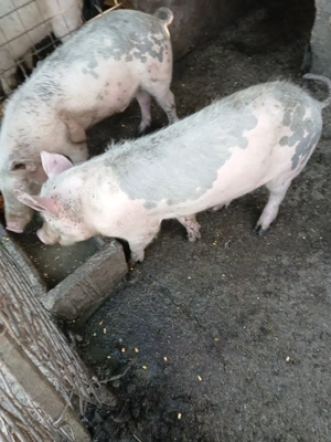 vând grăsuni 60-70 kg  - imagine 4