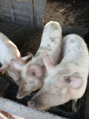 vând grăsuni 60-70 kg  - imagine 2