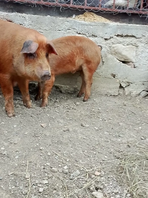 vand doi șoldani - imagine 4