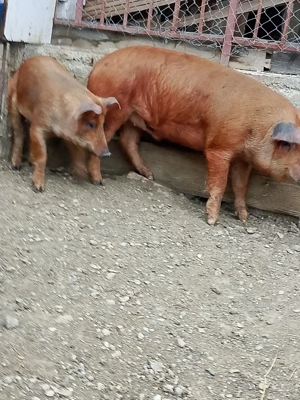 vand doi șoldani - imagine 2