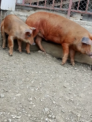 vand doi șoldani - imagine 3