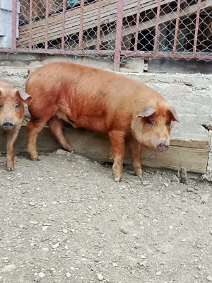 vand doi șoldani - imagine 5