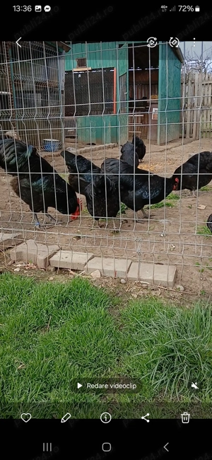 Oua de Australorp pentru incubat - imagine 2