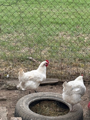 Oua si pui LaBress - imagine 4