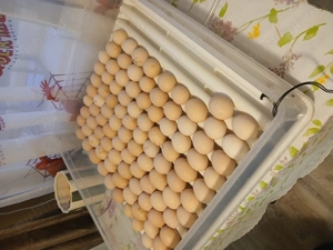 Oua de Australorp pentru incubat - imagine 5