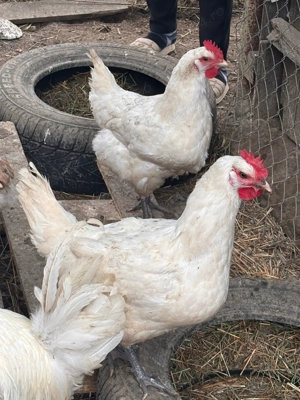 Oua si pui LaBress - imagine 2