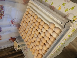 Oua de Australorp pentru incubat - imagine 4