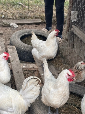 Oua si pui LaBress - imagine 3