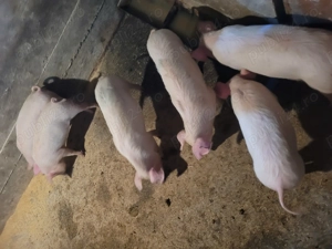 Vând purcei(grăsuni) 12 săptămâni.  - imagine 2