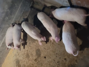 Vând purcei(grăsuni) 12 săptămâni.  - imagine 3