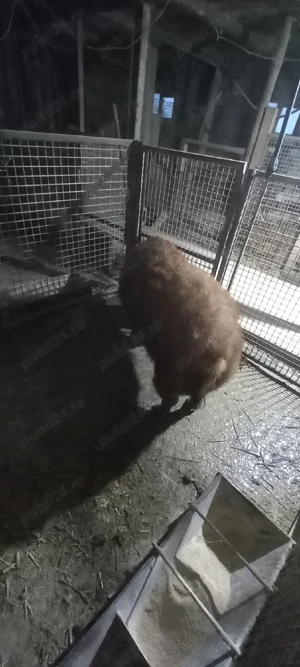 vand purcea mangaliţa  - imagine 2