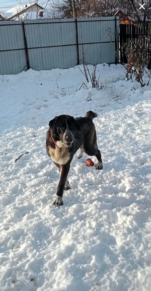 Bucovina &Asia  - imagine 2