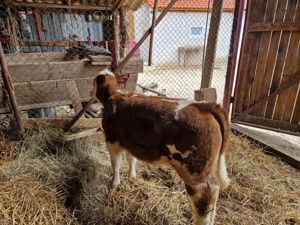 Vând tauras frumos, de 2 luni jumate  - imagine 3