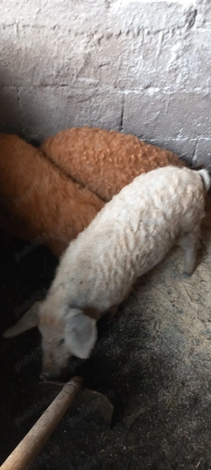 vand purcei - imagine 2