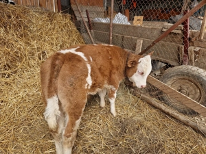 Vând tauras frumos, de 2 luni jumate  - imagine 2