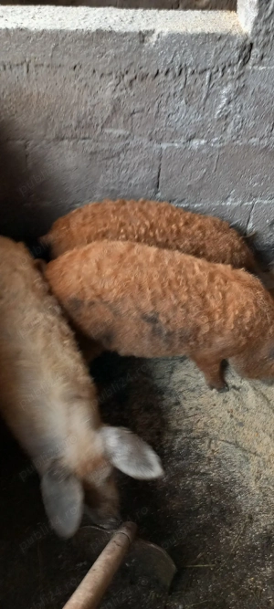 vand purcei - imagine 3