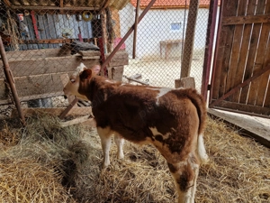 Vând tauras frumos, de 2 luni jumate  - imagine 4