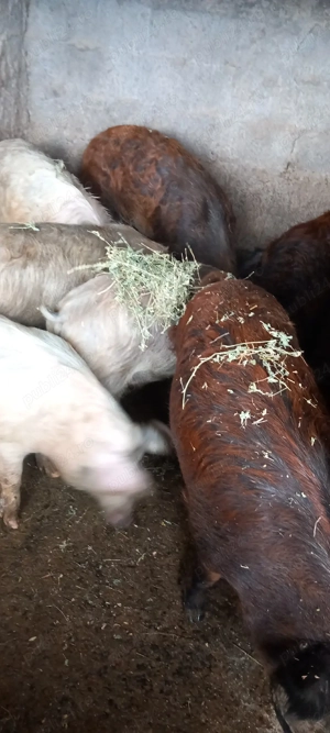 vand porci - imagine 4