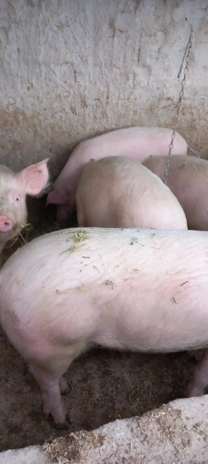 vand porci - imagine 3