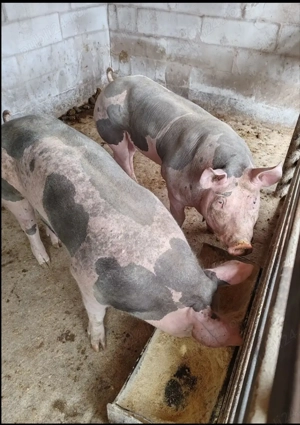 Vând porci pietran belgian 