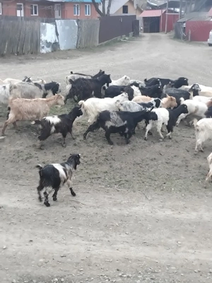 vand capre  - imagine 2