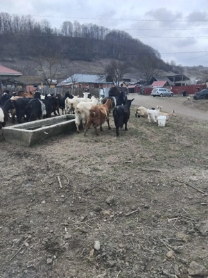 vand capre  - imagine 3