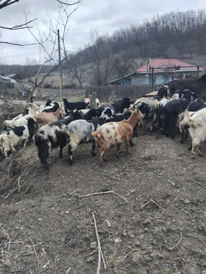 vand capre  - imagine 4