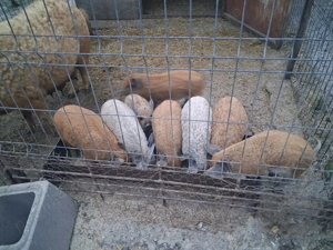 Purcei mangalita de 6 săptămâni!