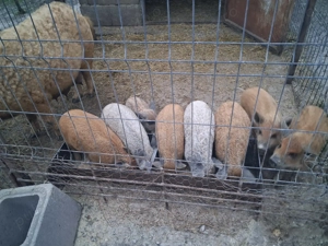 Purcei mangalita de 6 săptămâni! - imagine 2