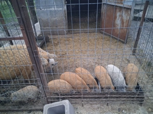 Purcei mangalita de 6 săptămâni! - imagine 3