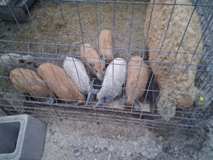 Purcei mangalita de 6 săptămâni! - imagine 4