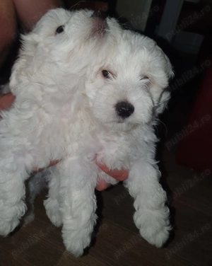 Bichon maltez de talie mică