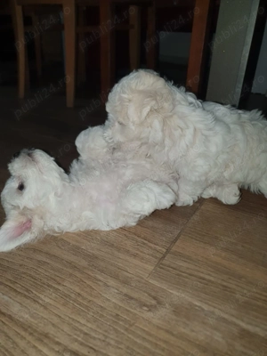 Bichon maltez de talie mică - imagine 3