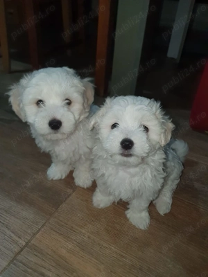 Bichon maltez de talie mică - imagine 4