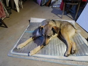 Adopție cățeluș cățelușă de talie mare  - imagine 5