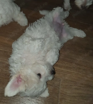 Bichon maltez de talie mică - imagine 2