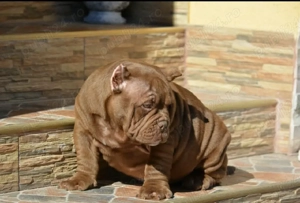American bully micro - imagine 2