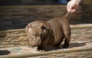 American bully micro - imagine 3