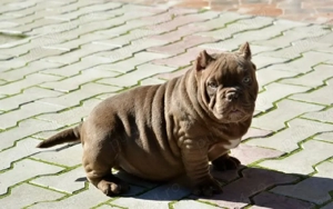 American bully micro - imagine 4