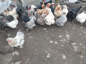 Oua pt incubat de la gaini motate - imagine 3