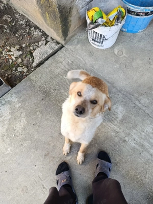 Adopție cățeluș cățelușă de talie mare  - imagine 2