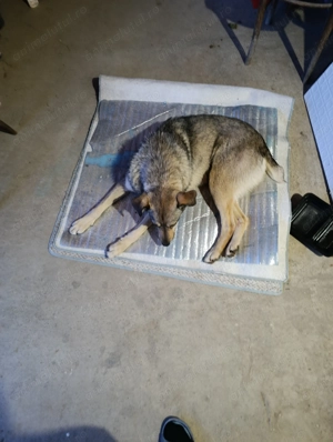 Adopție cățeluș cățelușă de talie mare  - imagine 6